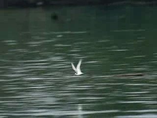 Sterne naine - Krafft-Plobsheim - 17 mai 2007