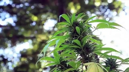 Plantas de marihuana de 10 kilos!!