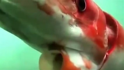 Jelang Pergantian Tahun, Cumi-Cumi Raksasa Muncul ke Permukaan