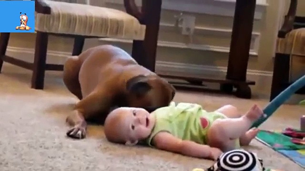 Best Funny Animals amp Babies Compilation 2014
