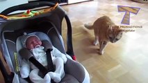 Cats and dogs meeting babies for the first time Cute animal compilation