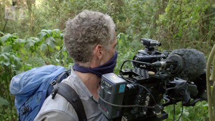 Close encounter with Chimanuka the Gorilla - Gorilla Family & Me: Episode 2 Preview - BBC Two