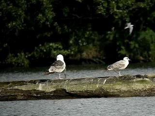 Goéland marin - Krafft-Plobsheim - 17 mai 2007