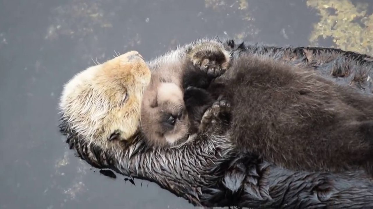 Une maman loutre câline son bébé sur son ventre