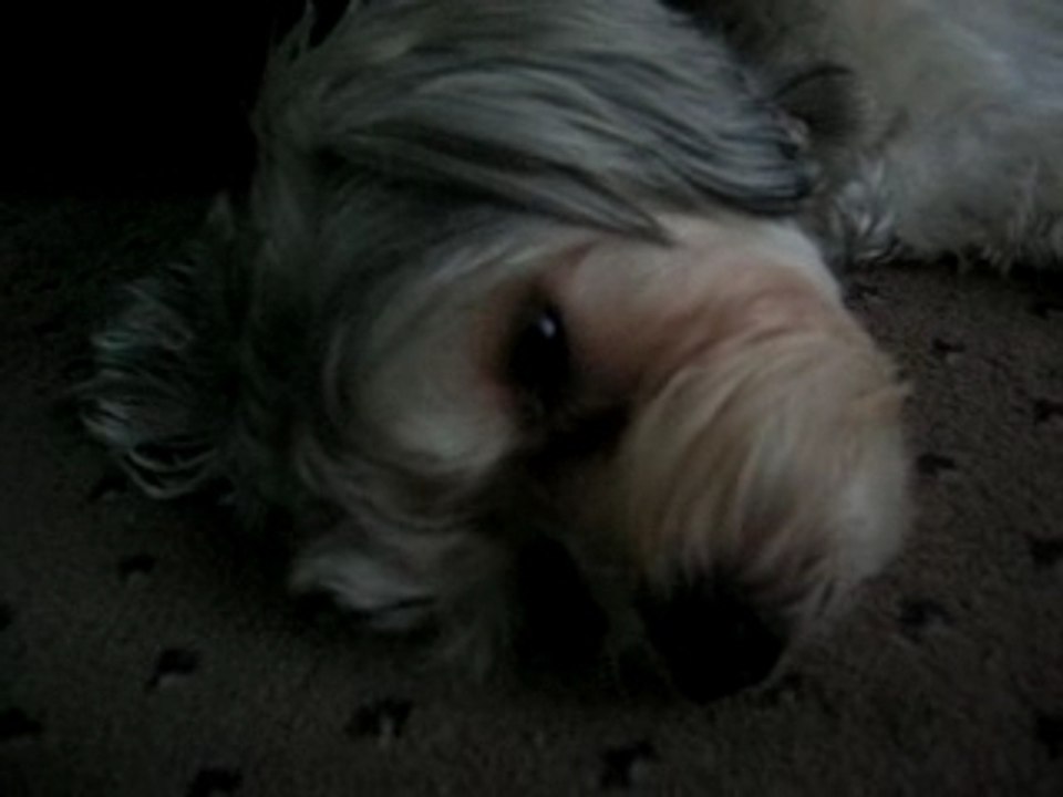 "Pui" Fluffy my puppy 5