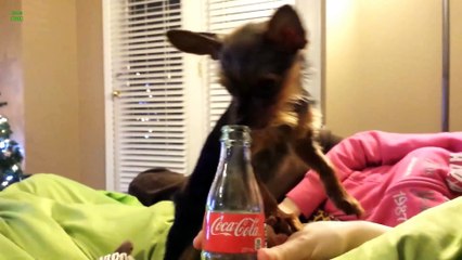 Cute Puppy Loves Coca Cola Bottle
