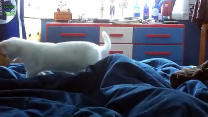 Cats Confused by Waterbeds Compilation 2015 [NEW HD]