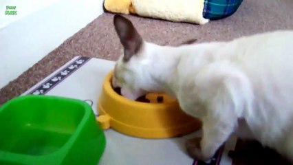 Cats Saying  Nom Nom Nom  While Eating Compilation 2013 [HD]