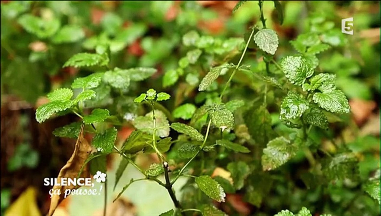Silence, ça pousse ! 3.01.2016 VOSTF France 5