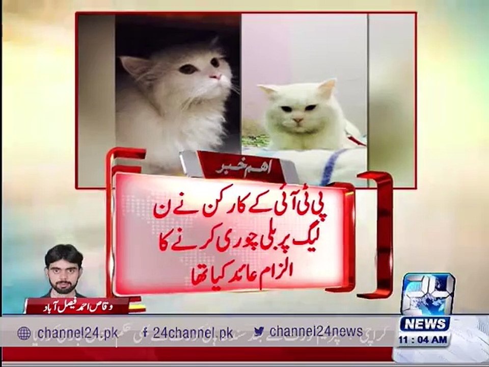 PTI accuses PML-N worker for steal unique cat