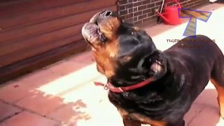Singing and howling dogs - Funny and cute dog compilation