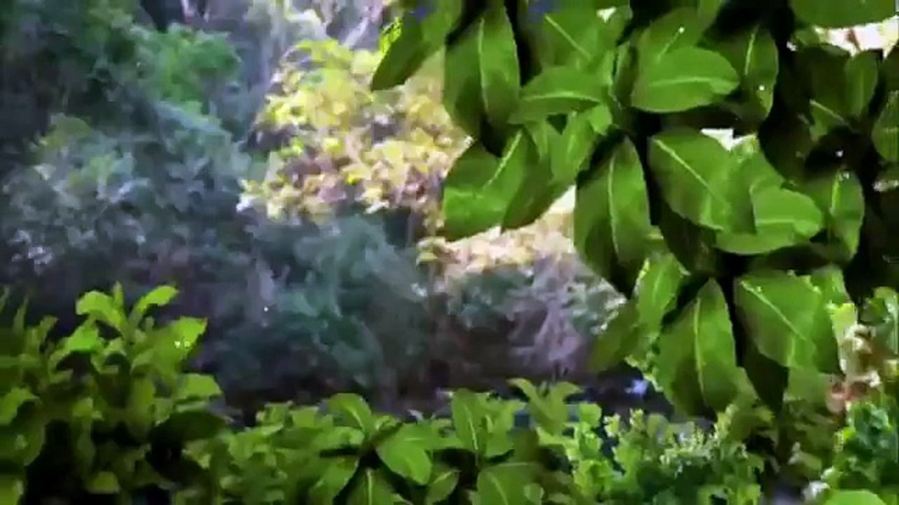 Coração Indomável Capítulo 81 OTÁVIO É RESGATADO SEM CORTES