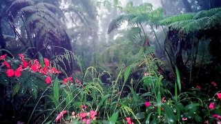 Nature Sounds 3 - Thunderstorms & Rain