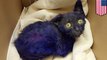 Abused kitten rescued after being dyed purple and used as chew toy
