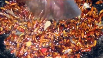 Berburu Kepompong Ulat Jati untuk Santapan di Meja Makan