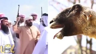 EPIC Crazy Goat Funniest Warrior Scream