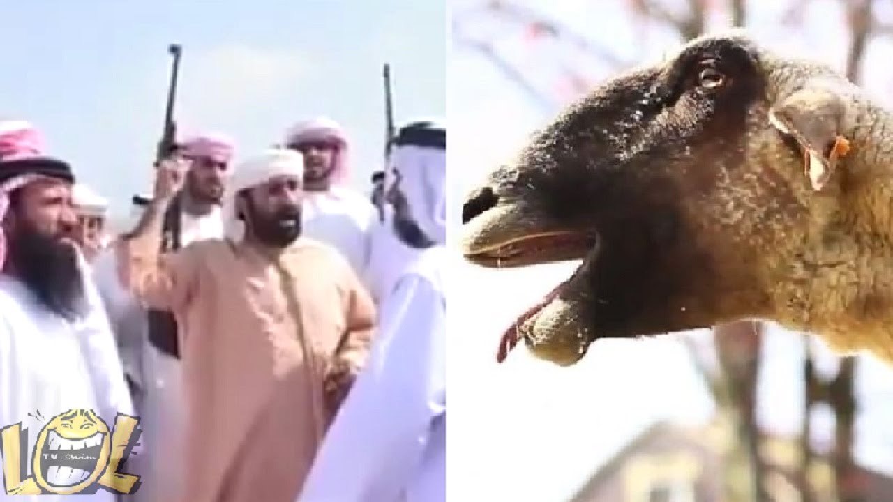 EPIC Crazy Goat Funniest Warrior Scream