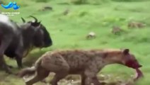 Hyenas (Eating) Animals Alive - Wildebeest, Antelope, Zebra