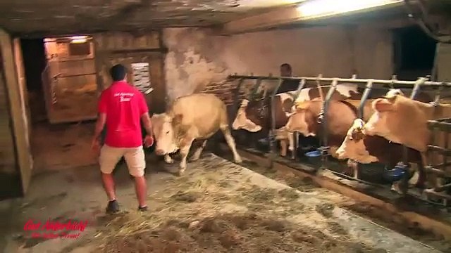 Questo toro è stato salvato da una vita di abusi