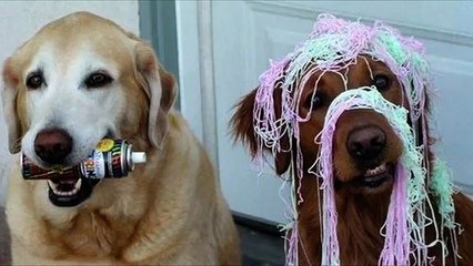 Funny dumb dogs Cute and funny dog fail compilation