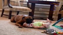 Dogs are great babysitters and nannies Cute dog amp baby compilation