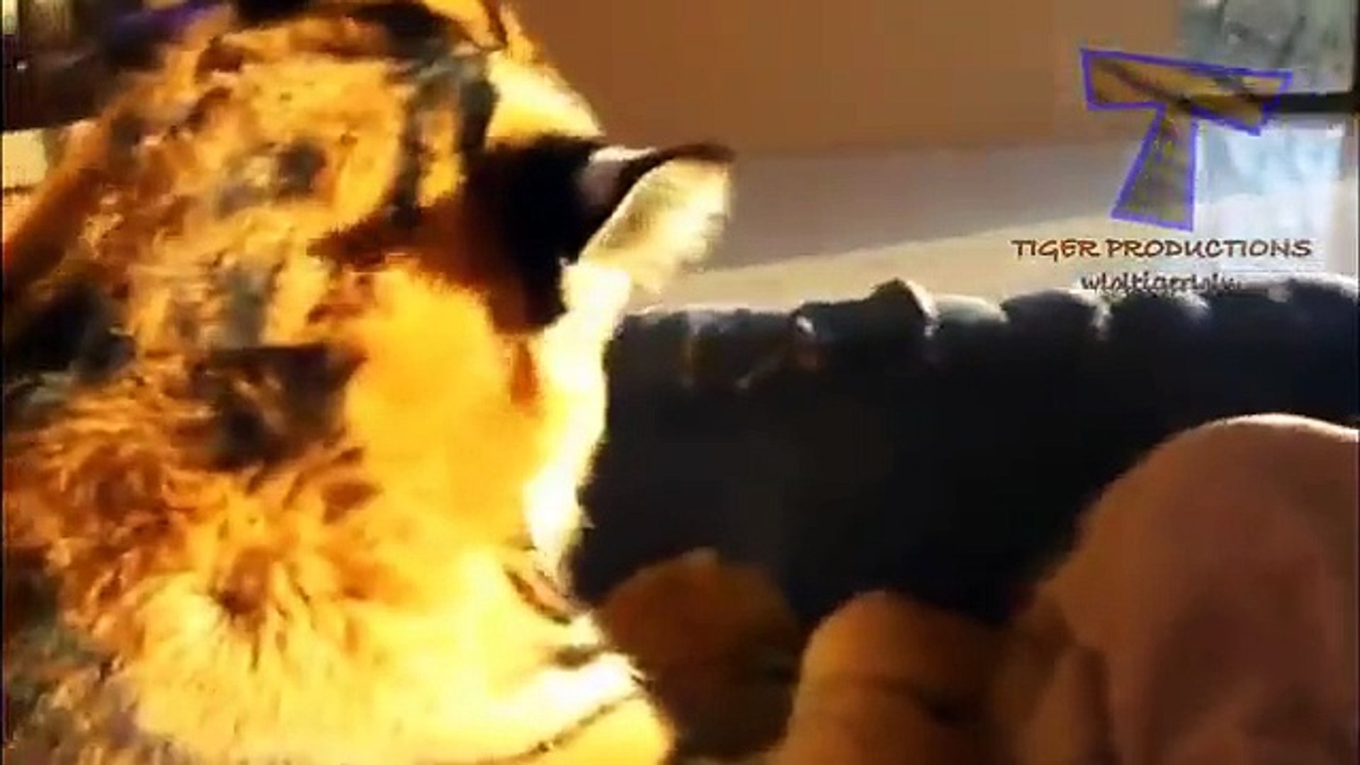 ⁣Even exotic animals can be pets Unusual pets compilation