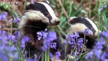 Funny Talking Animals Walk On The Wild Side Episode Three Preview BBC One