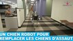 Un chien robot pour remplacer les chiens d'assaut! À découvrir dans la minute chien #89
