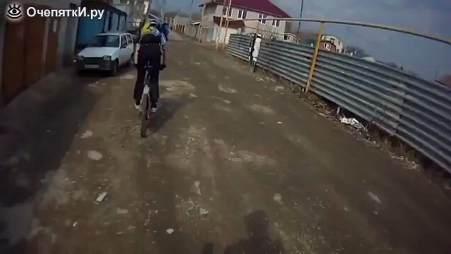 Реакция собак на звук электрошокера