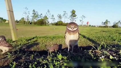 Приколы с животными_(Веселые совы)