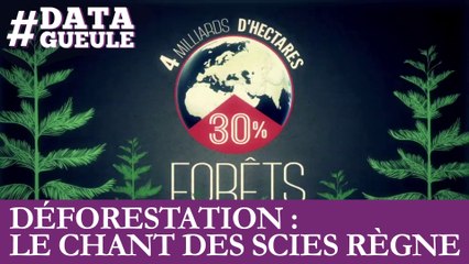 Déforestation : le chant des scies règne #DATAGUEULE 53