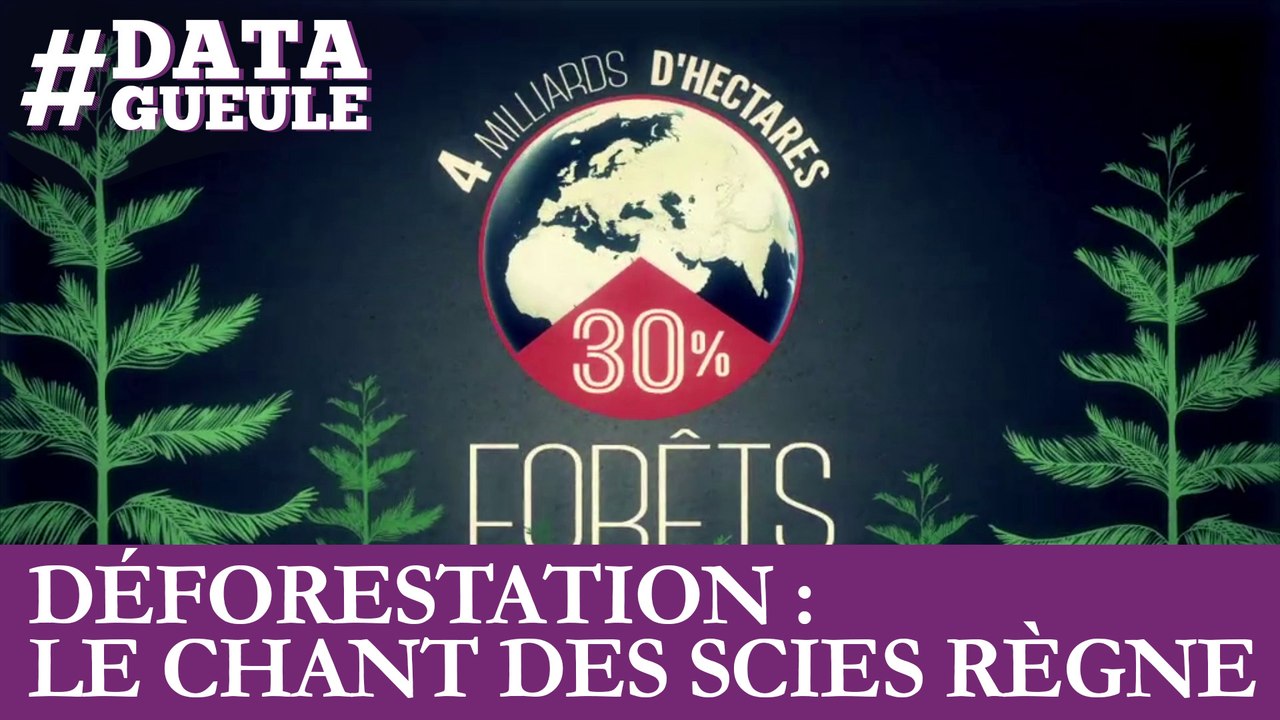 Déforestation : le chant des scies règne #DATAGUEULE 53