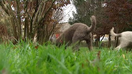 2015 : année noire pour la truffe de Bourgogne