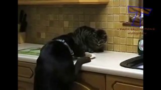 Cats and dogs fight over food bowls & dishes - Funny animal compilation