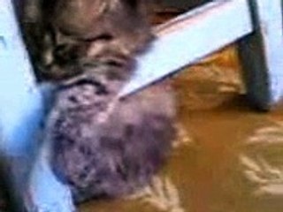 Very funny clip crazy cat