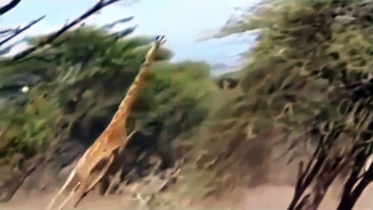 Watch Lions Documentary: LION,FULL EXTERMINATOR *NAT GEO WILD BEST DOCUMENTARIES* Full Epi