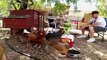 Watermelon Explosion Experiment Scares Chickens Funny Video