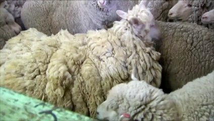 Un mouton allégé de 21 kilos de laine après avoir disparu pendant six ans