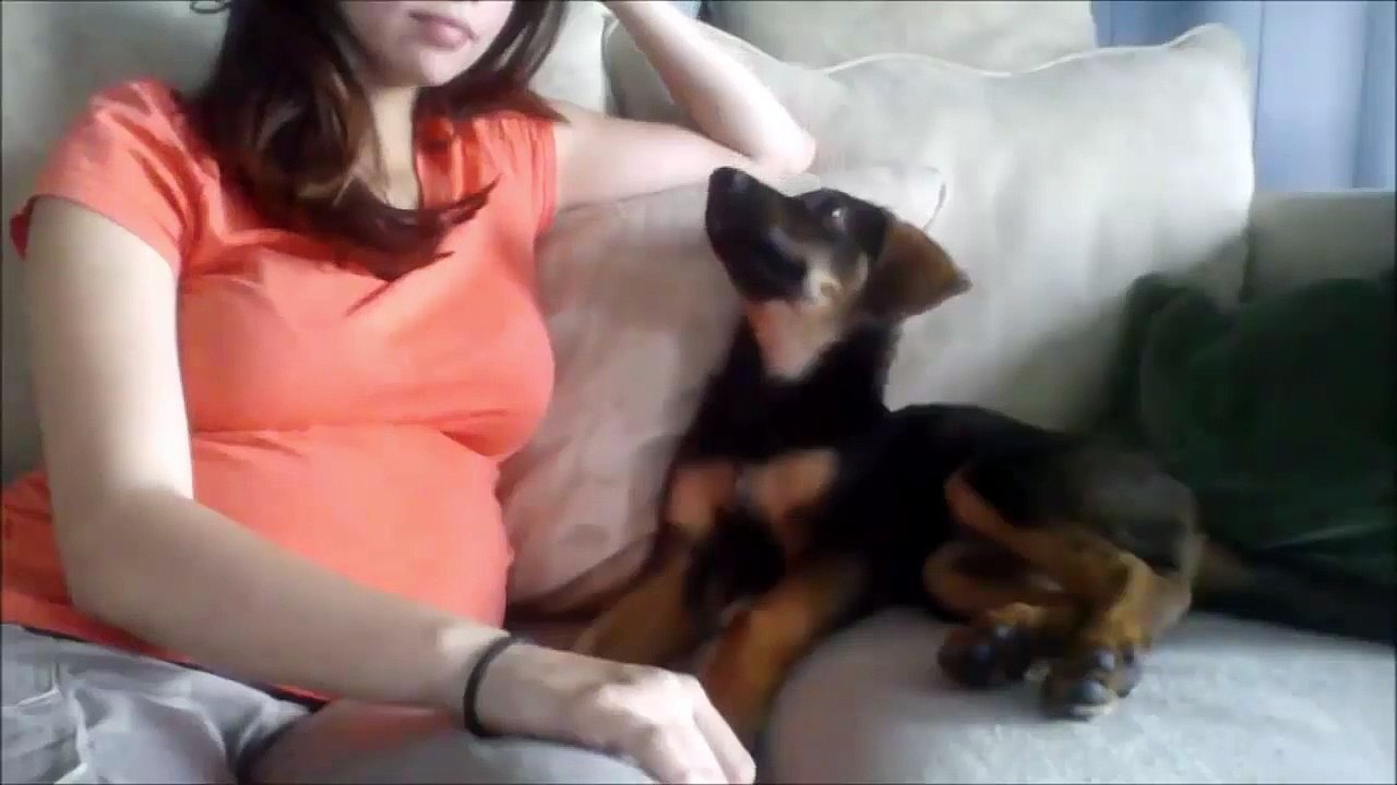 Funny Animals-Funny Dog-Puppy approves mom's pregnancy