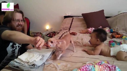 Funny Animals-Funny Dogs Protecting Babies Compilation 2016 [NEW HD]