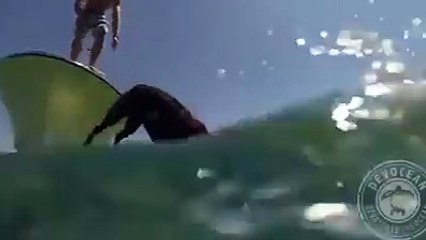 كلب مدرب يستعد الأنقليس ويقدمه لصاحبه فيديو روعة