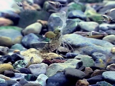 Ce larves de libellules sont des prédateurs ultra rapide