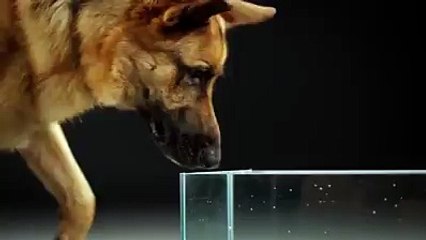 How dogs drink water !!1