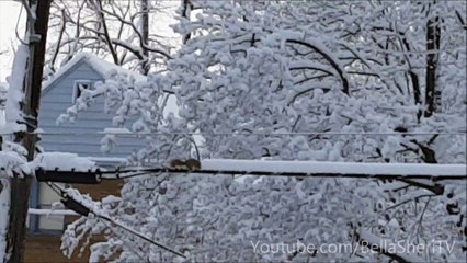 Amazing Squirrel Snow Removal Work!