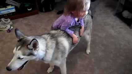 funy video.......cute baby play eith huskey dog....