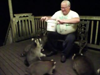 Man Feeds a Gang of Obese Raccoons