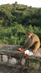 funy monkey
