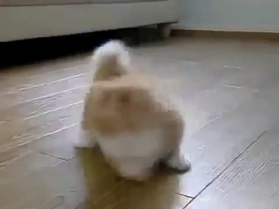 El Gato Mas Tierno Del Mundo ♥ Los Mejores videos de gatos ★ Humor Gatos Chistosos