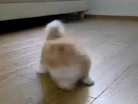 El Gato Mas Tierno Del Mundo ♥ Los Mejores videos de gatos ★ Humor Gatos Chistosos