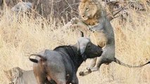 Buffalo`s Kill Lion Real Fight - Wild Animal Fights